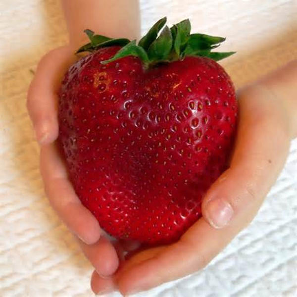 Egrow 100Pcs Giant Red Strawberry Seeds Heirloom Super Japan Strawberry Garden Seeds