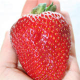 Egrow 100Pcs Giant Red Strawberry Seeds Heirloom Super Japan Strawberry Garden Seeds